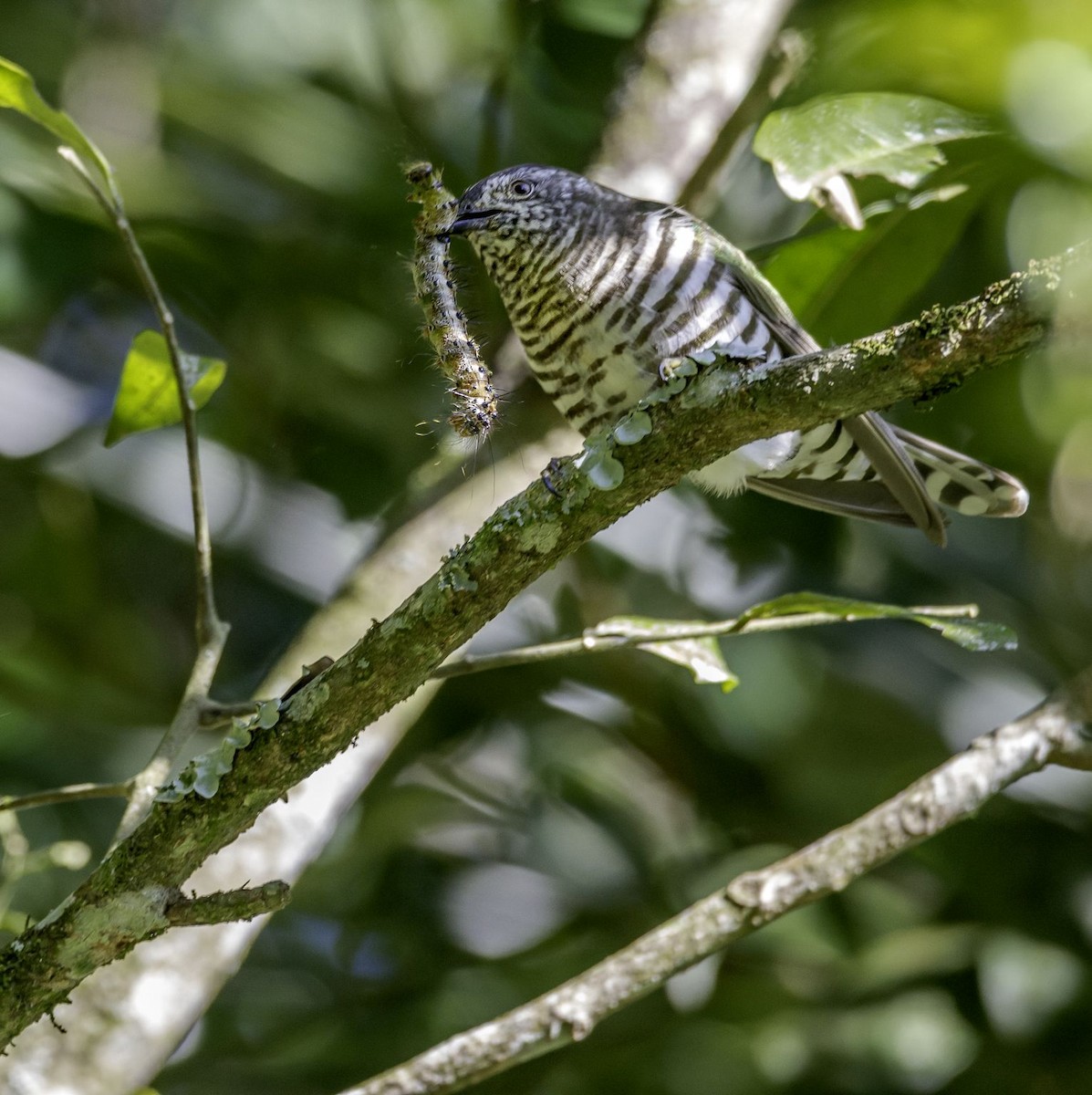 Shining Bronze-Cuckoo - ML33937781