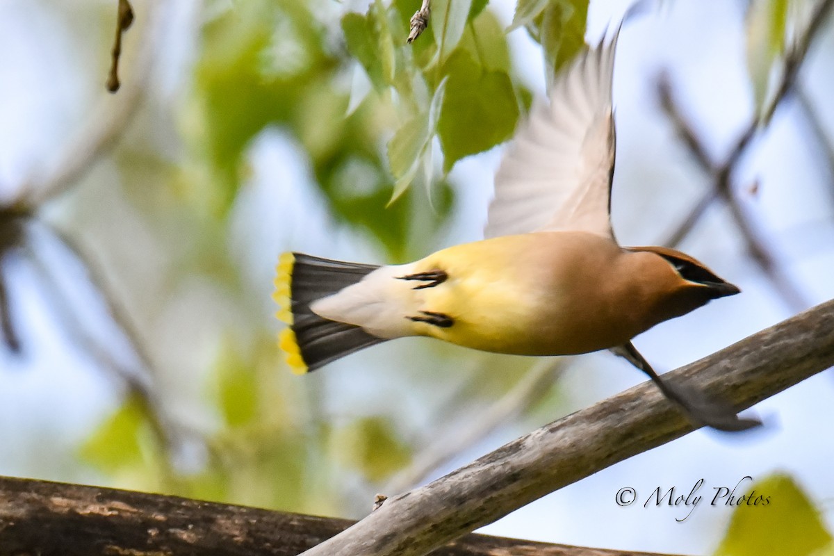 Cedar Waxwing - ML339377971