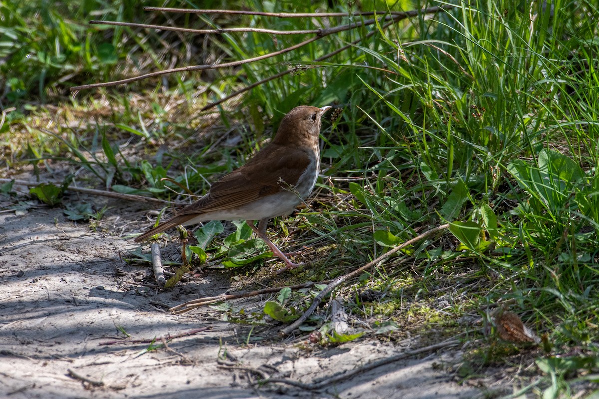 Veery - ML339379601