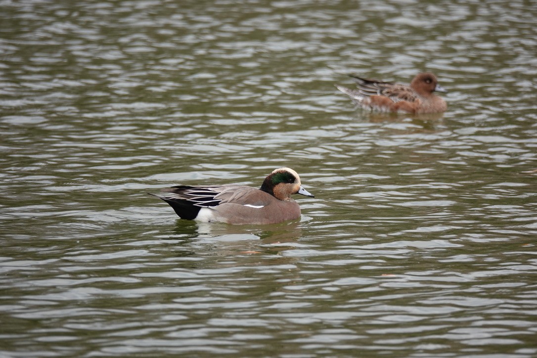 American Wigeon - ML339380391