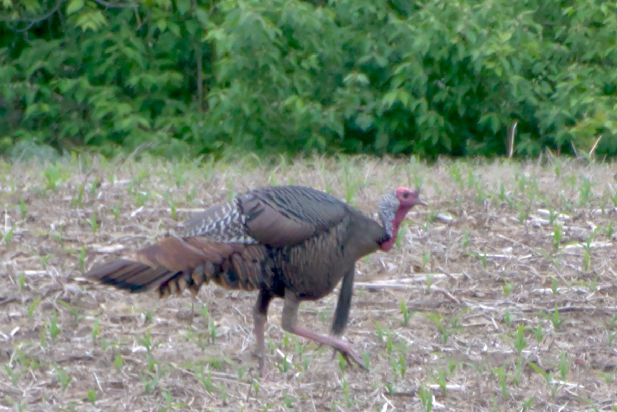 Wild Turkey - ML339381811