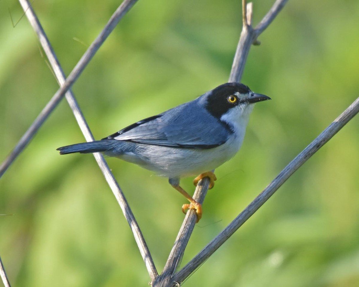 Hooded Tanager - Tini & Jacob Wijpkema