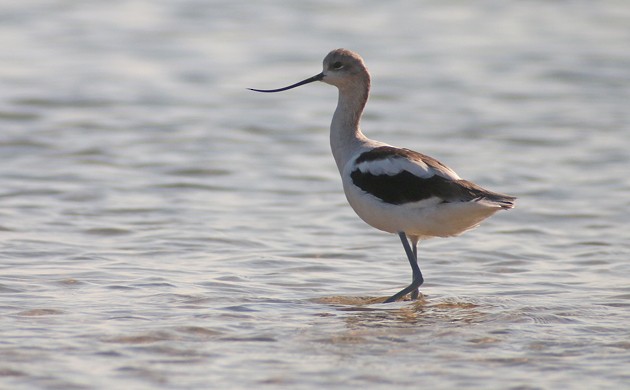 American Avocet - ML33938261