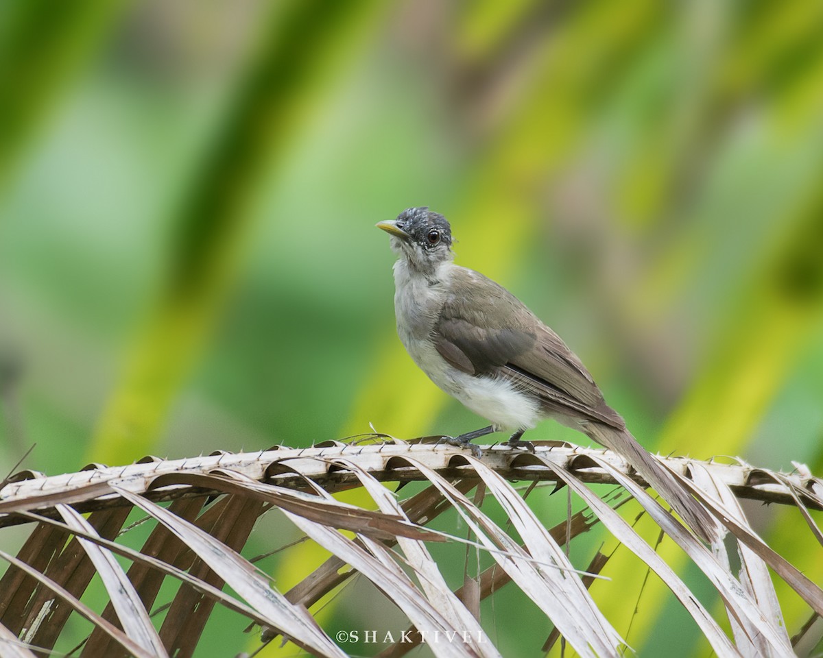 Bulbul de Nicobar - ML339382671