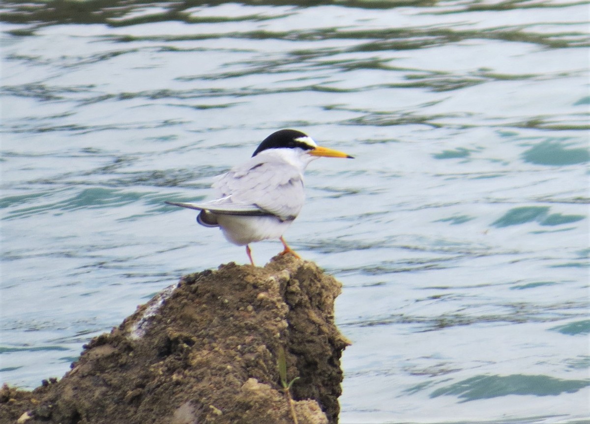 Least Tern - ML339383561