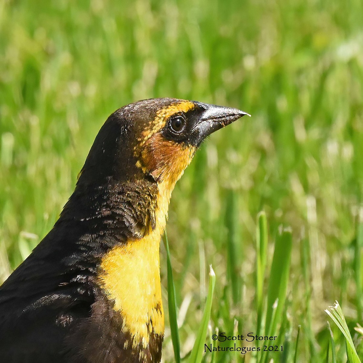 Yellow-headed Blackbird - ML339384501