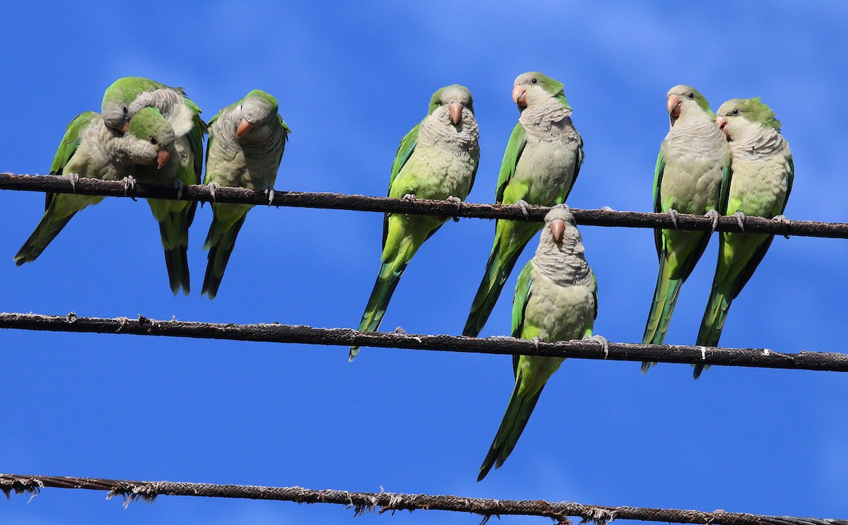 Monk Parakeet - ML33938451