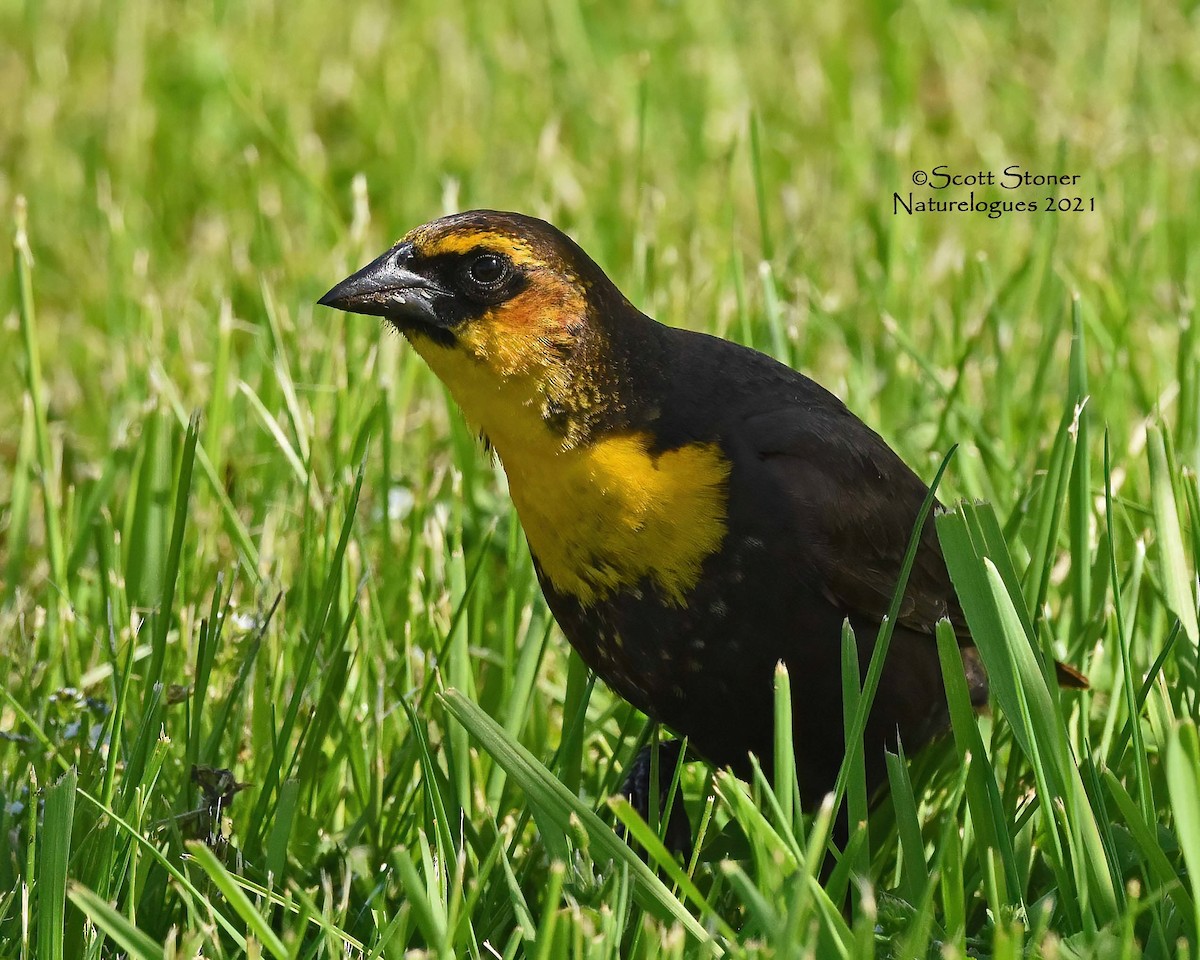 Yellow-headed Blackbird - Scott Stoner