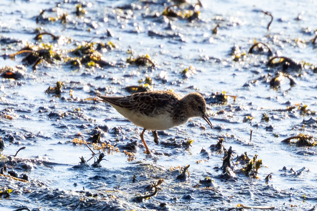 Least Sandpiper - Toby Sackton