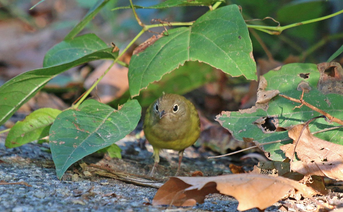 Connecticut Warbler - ML33938641