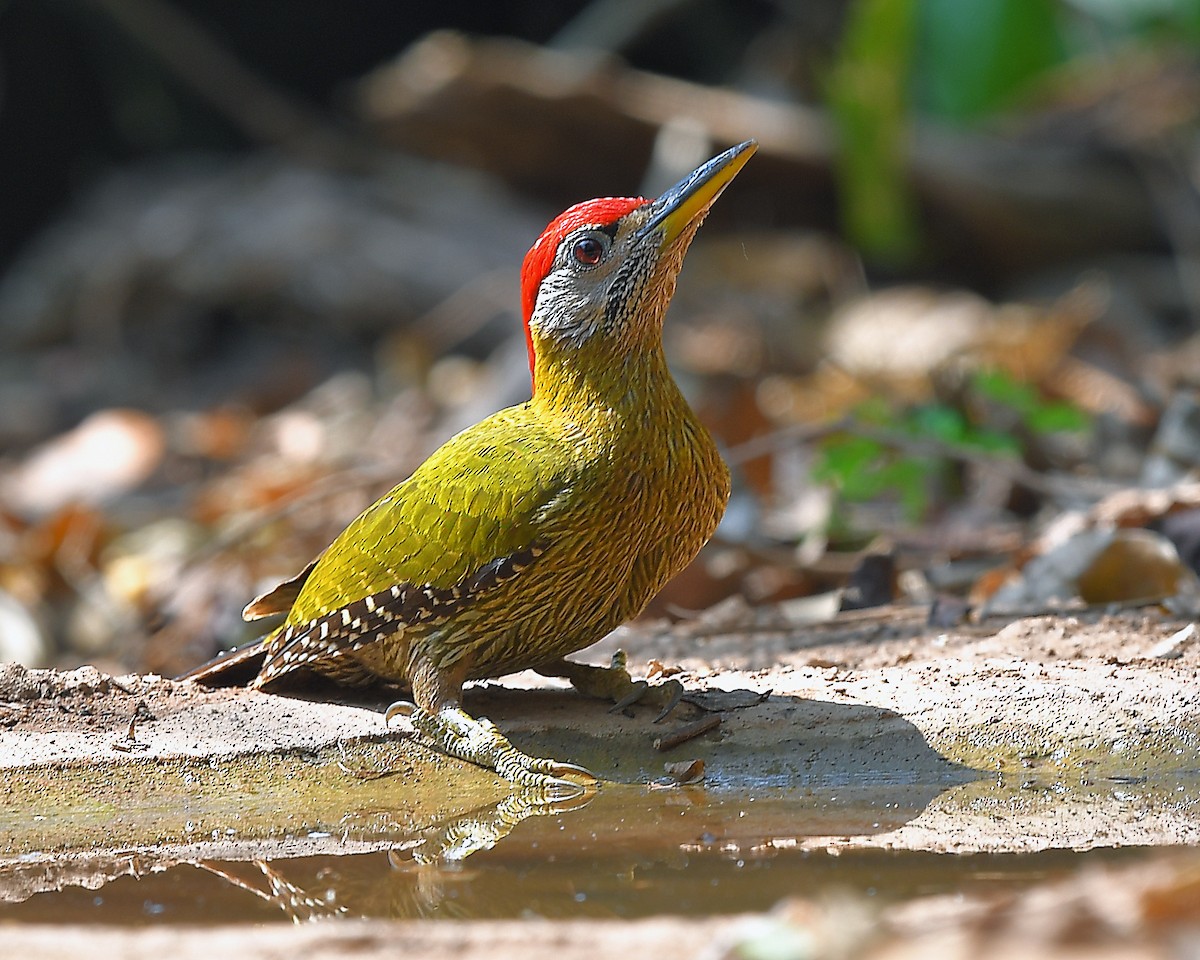 Streak-breasted Woodpecker - Piyapong Chotipuntu