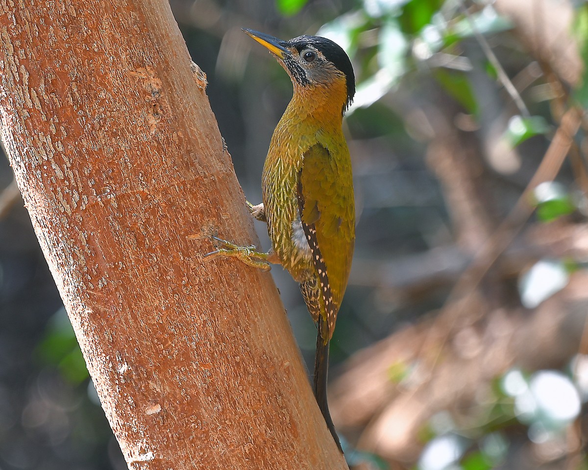 Streak-breasted Woodpecker - Piyapong Chotipuntu