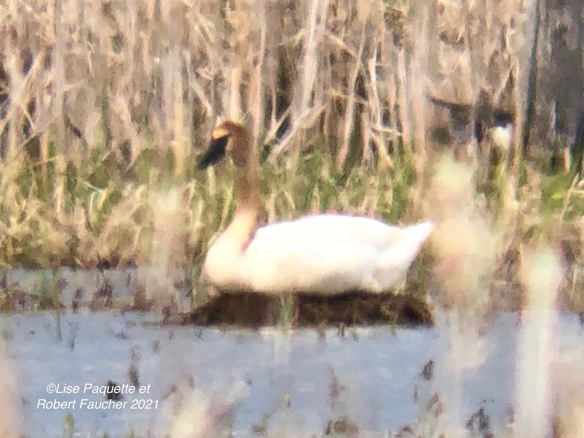 Trumpeter Swan - ML339389231