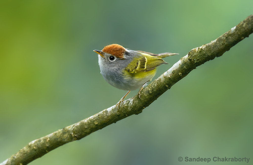 Chestnut-crowned Warbler - ML339390071