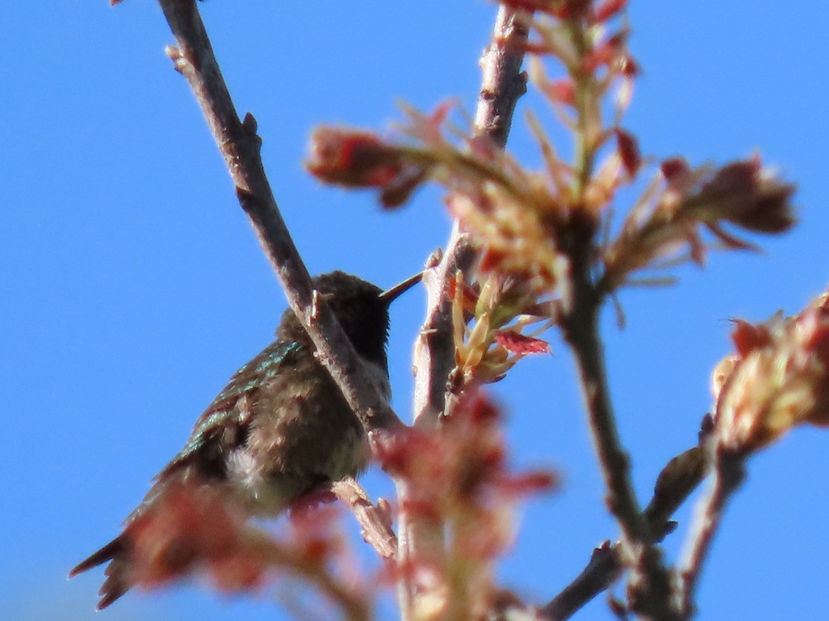 Ruby-throated Hummingbird - Rafid Kakel