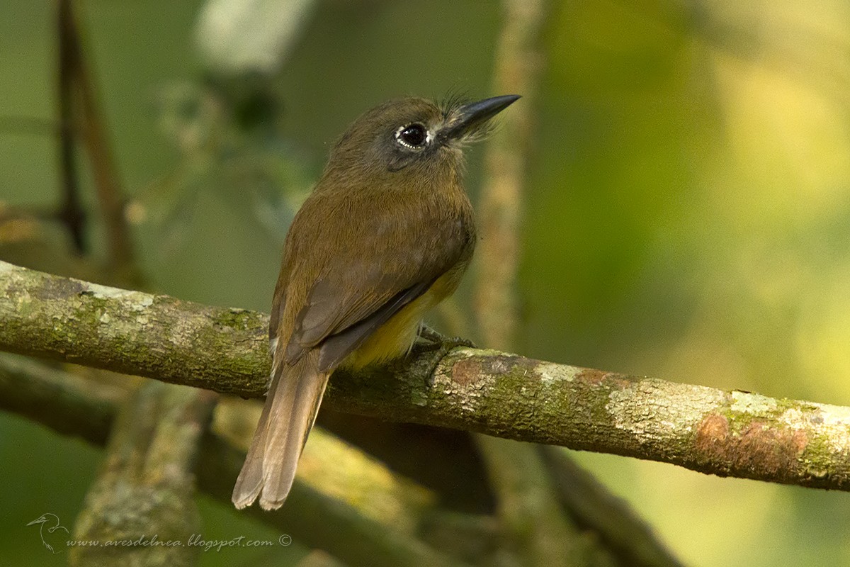 Rusty-breasted Nunlet - ML33939181