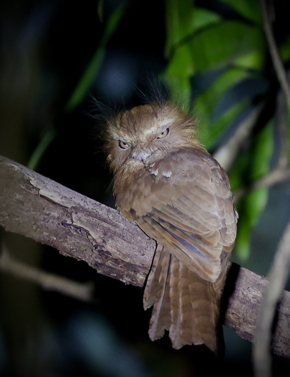 Hodgson's Frogmouth - Rofikul Islam