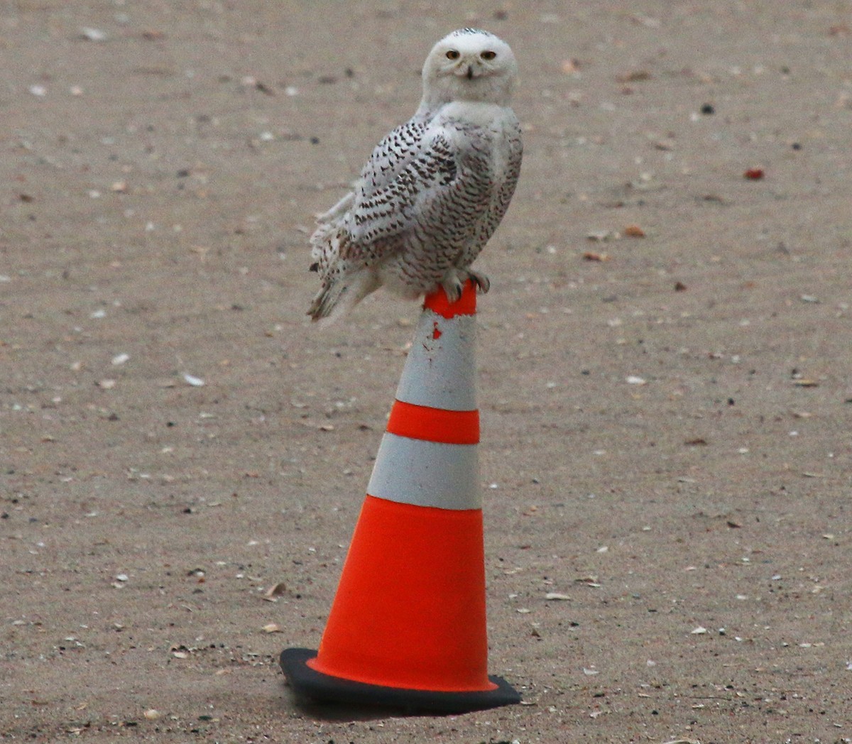 Snowy Owl - ML33939251