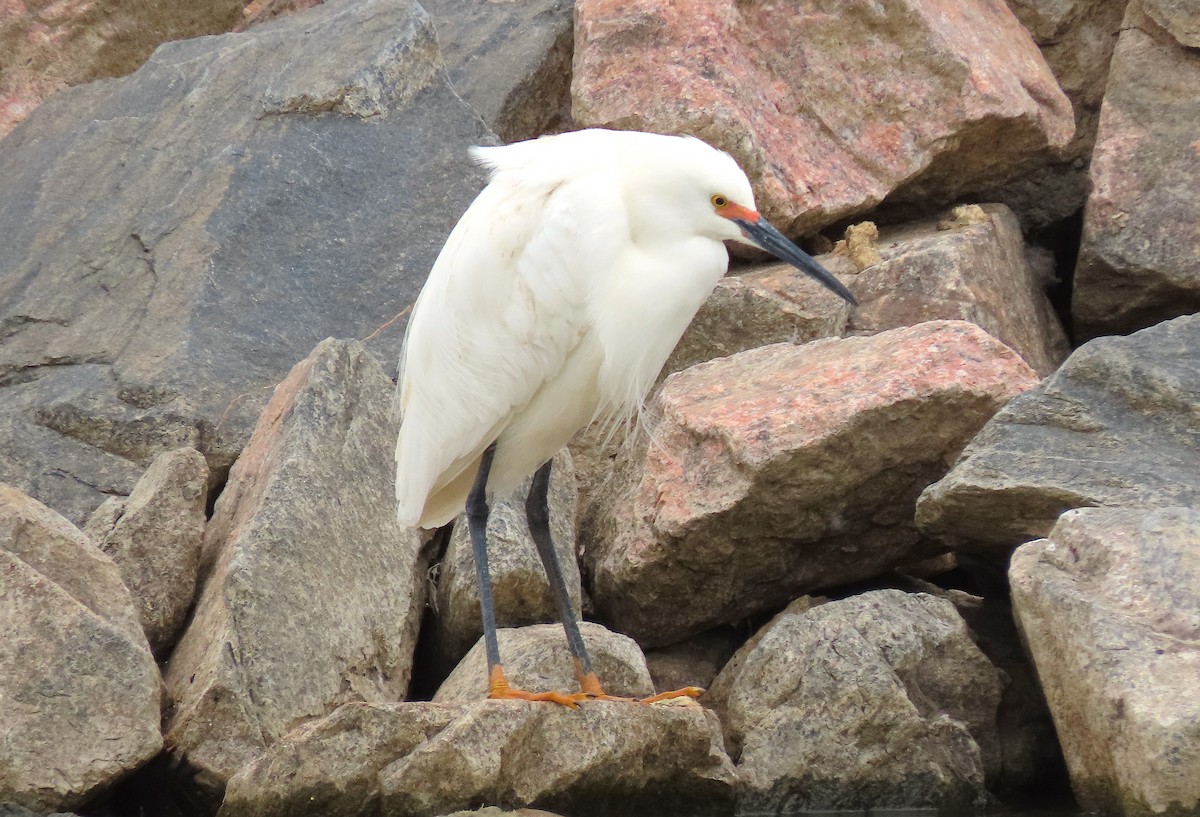 Snowy Egret - ML339393621