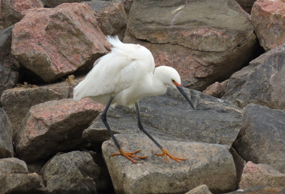 Snowy Egret - ML339393701