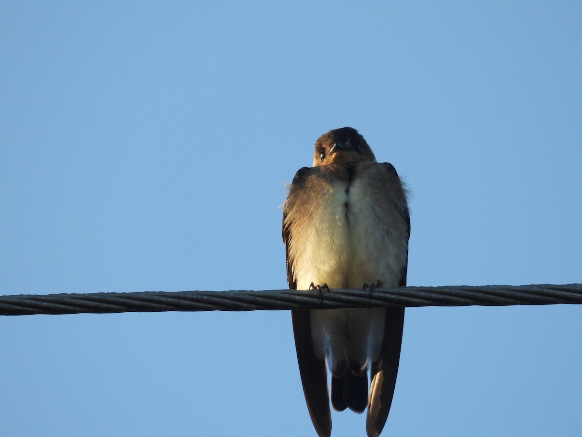 Southern Rough-winged Swallow - COA Punta del Este Maldonado