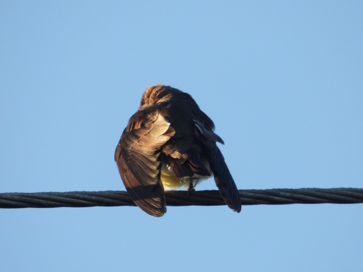 Southern Rough-winged Swallow - COA Punta del Este Maldonado