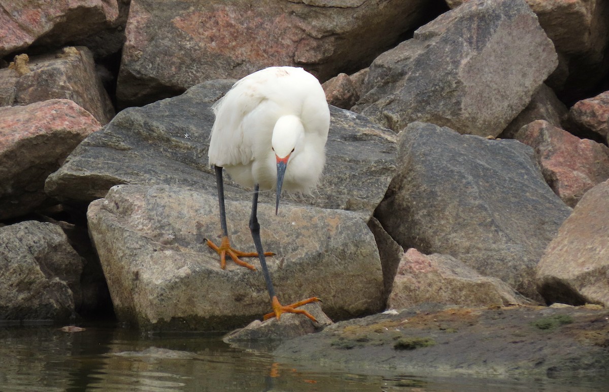 Snowy Egret - ML339396021