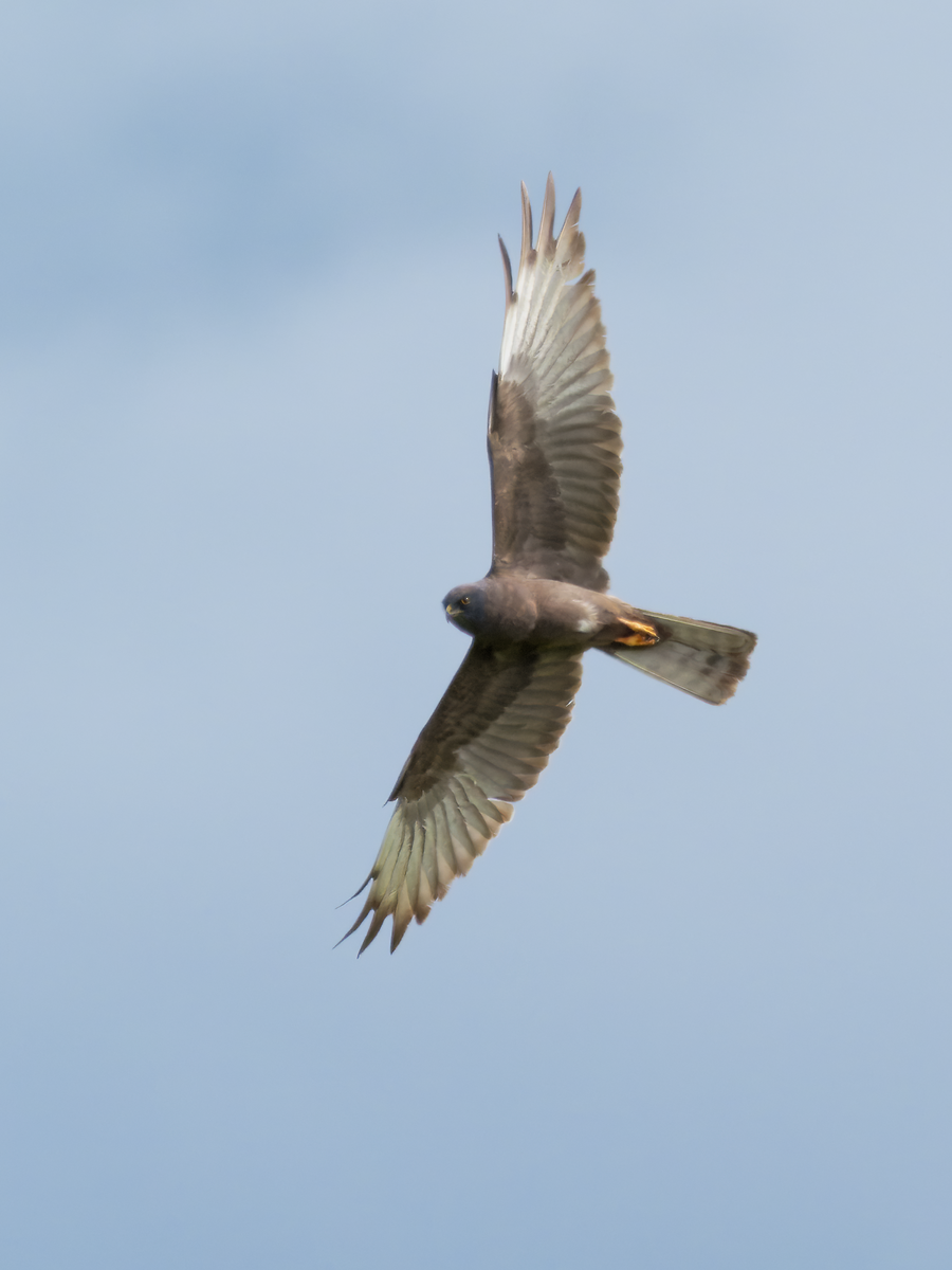 Montagu's Harrier - ML339396291