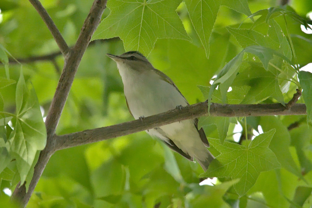 Red-eyed Vireo - ML339396761