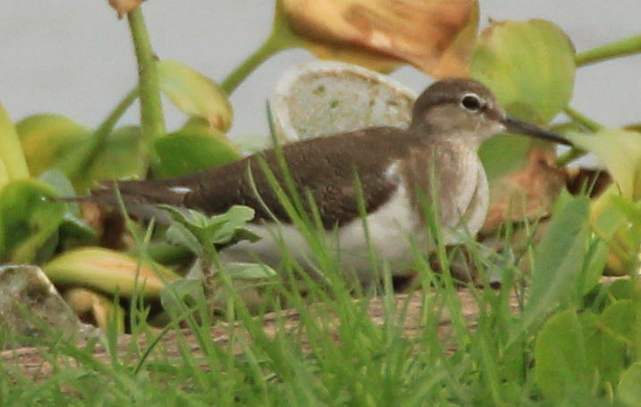 Common Sandpiper - Aravind Amirtharaj