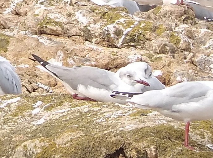 Gray-hooded Gull - ML339397791