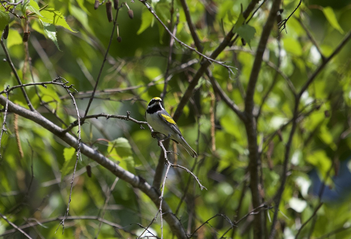 Golden-winged Warbler - Mary Keleher