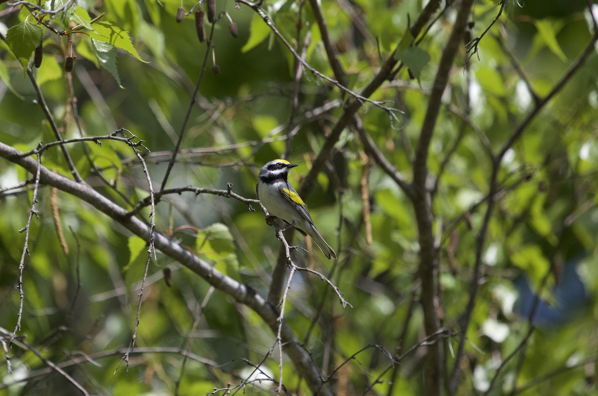 Golden-winged Warbler - Mary Keleher