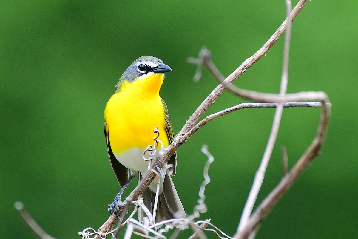 Yellow-breasted Chat - Dave Joyce