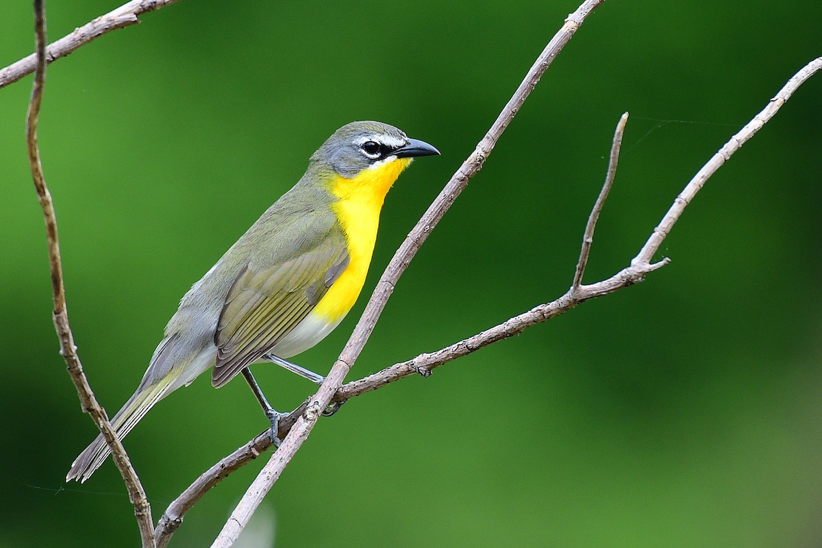 Yellow-breasted Chat - Dave Joyce