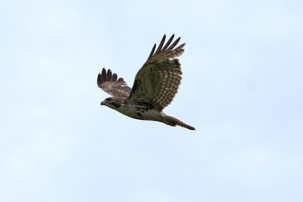 Red-tailed Hawk - ML339400061