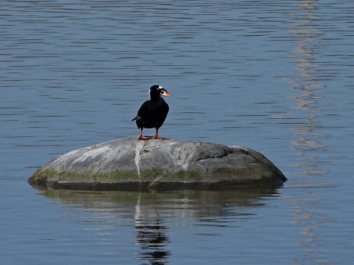 Surf Scoter - ML339401431