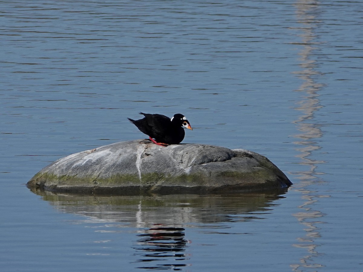 Surf Scoter - ML339401791