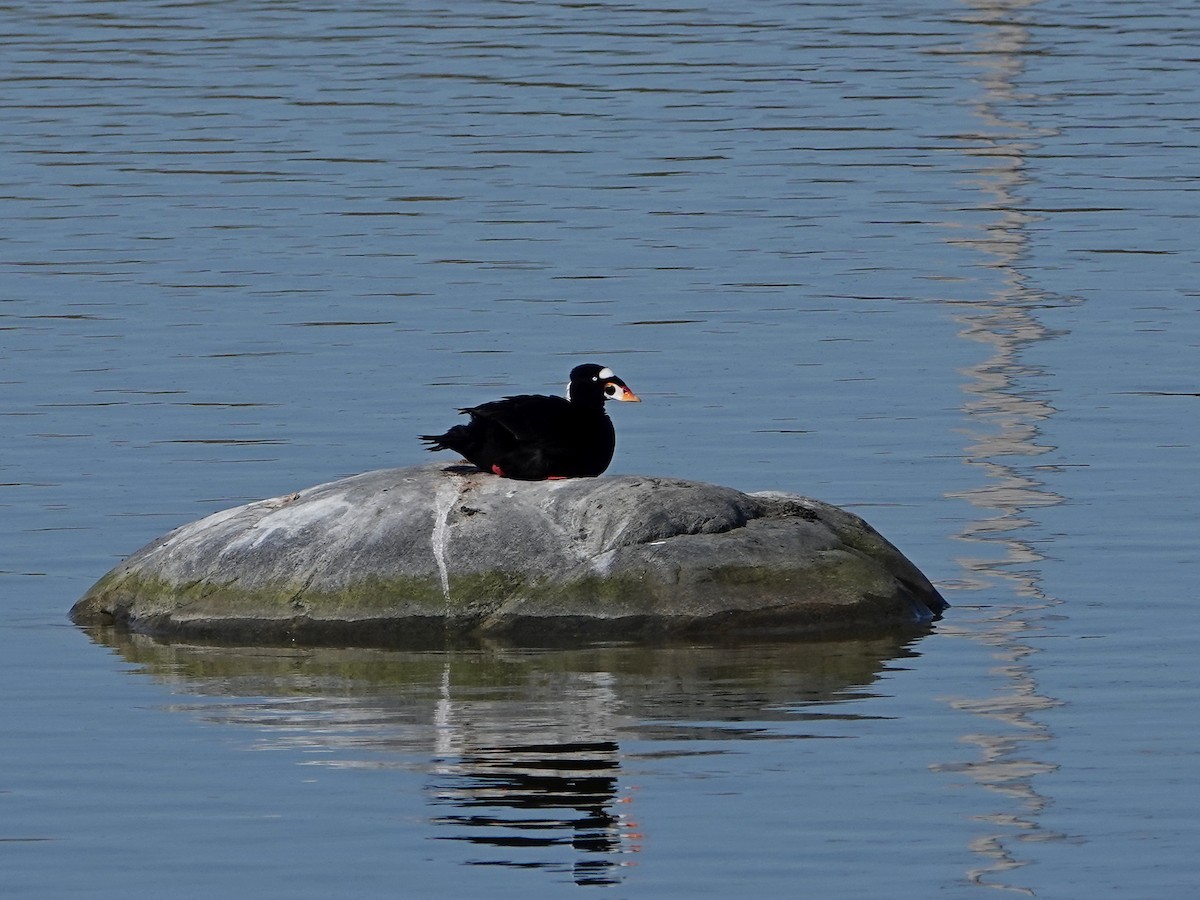 Surf Scoter - ML339401841