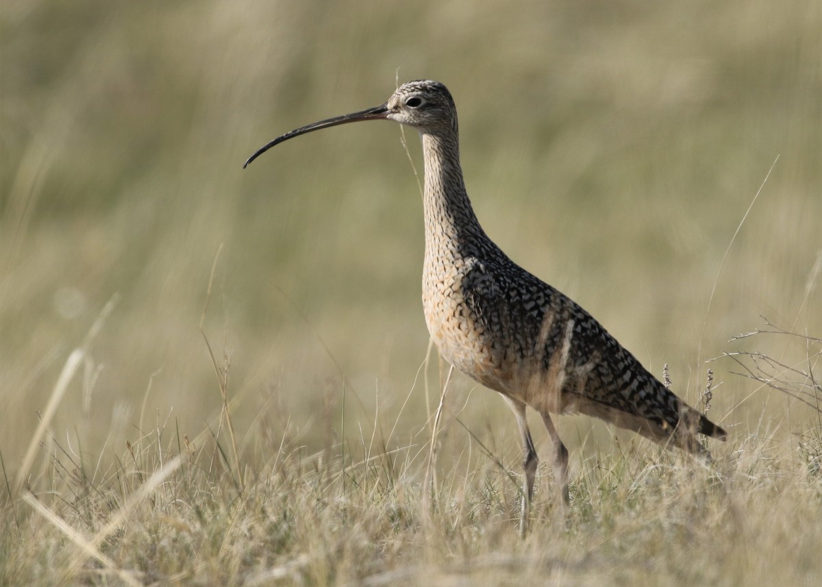 Long-billed Curlew - ML339403151