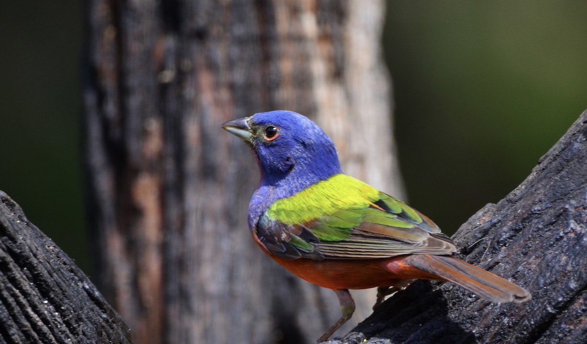 Painted Bunting - Christine Snitkin