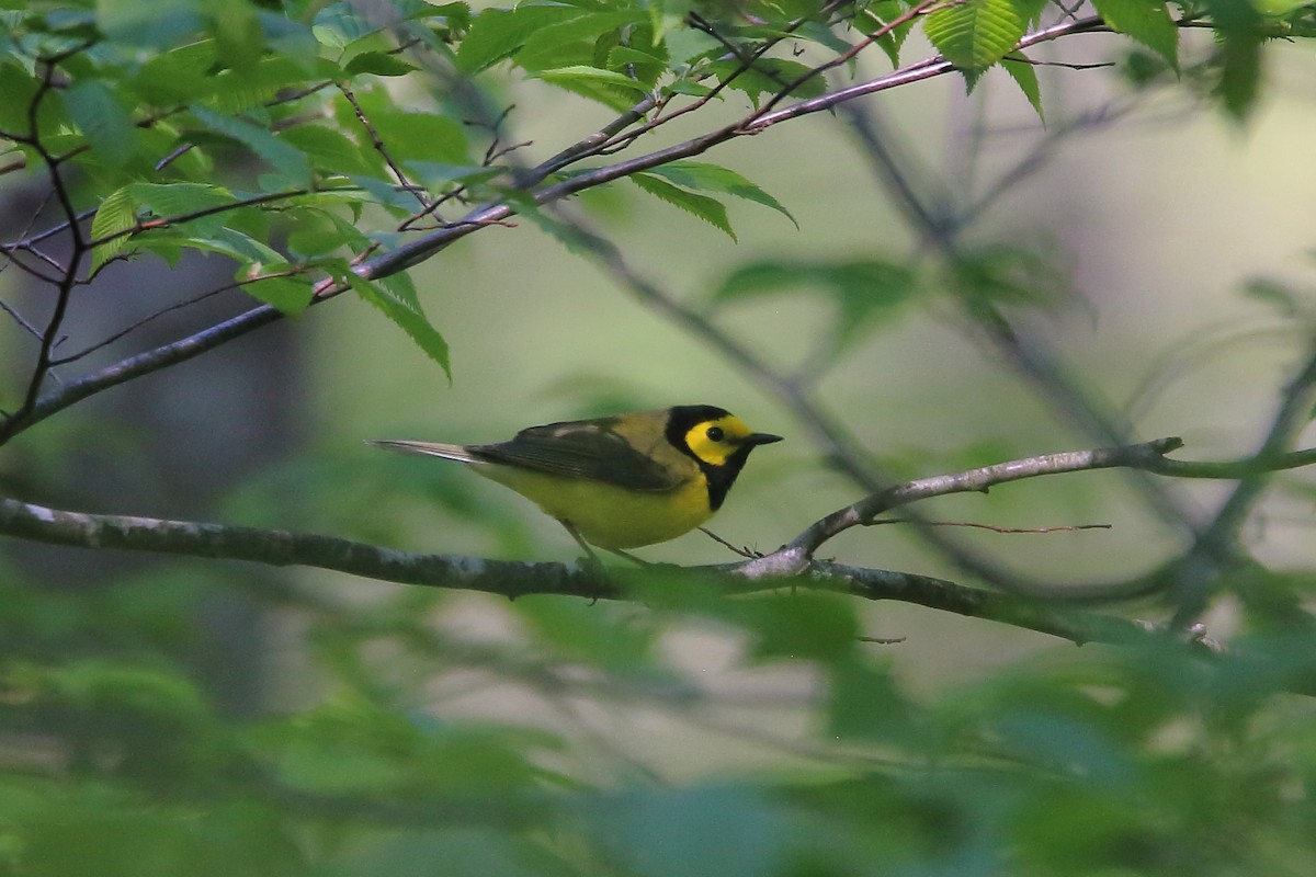 Hooded Warbler - Scott Heron