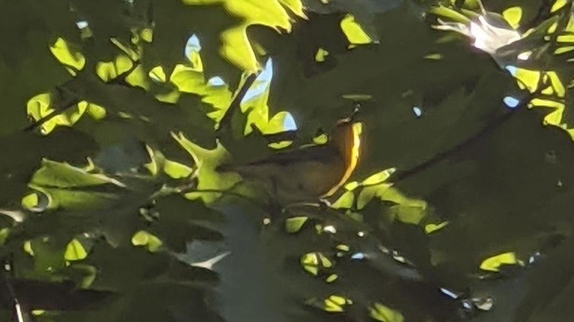Prothonotary Warbler - ML339405561