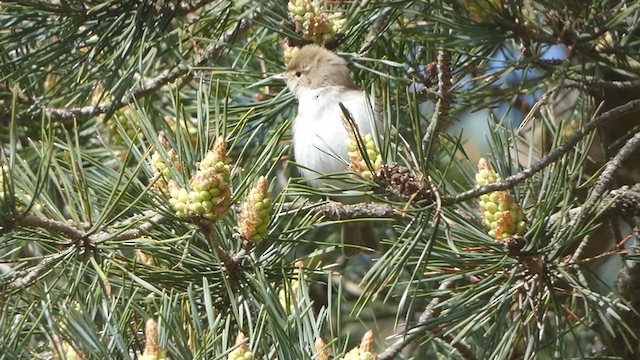 Western Bonelli's Warbler - ML339406641