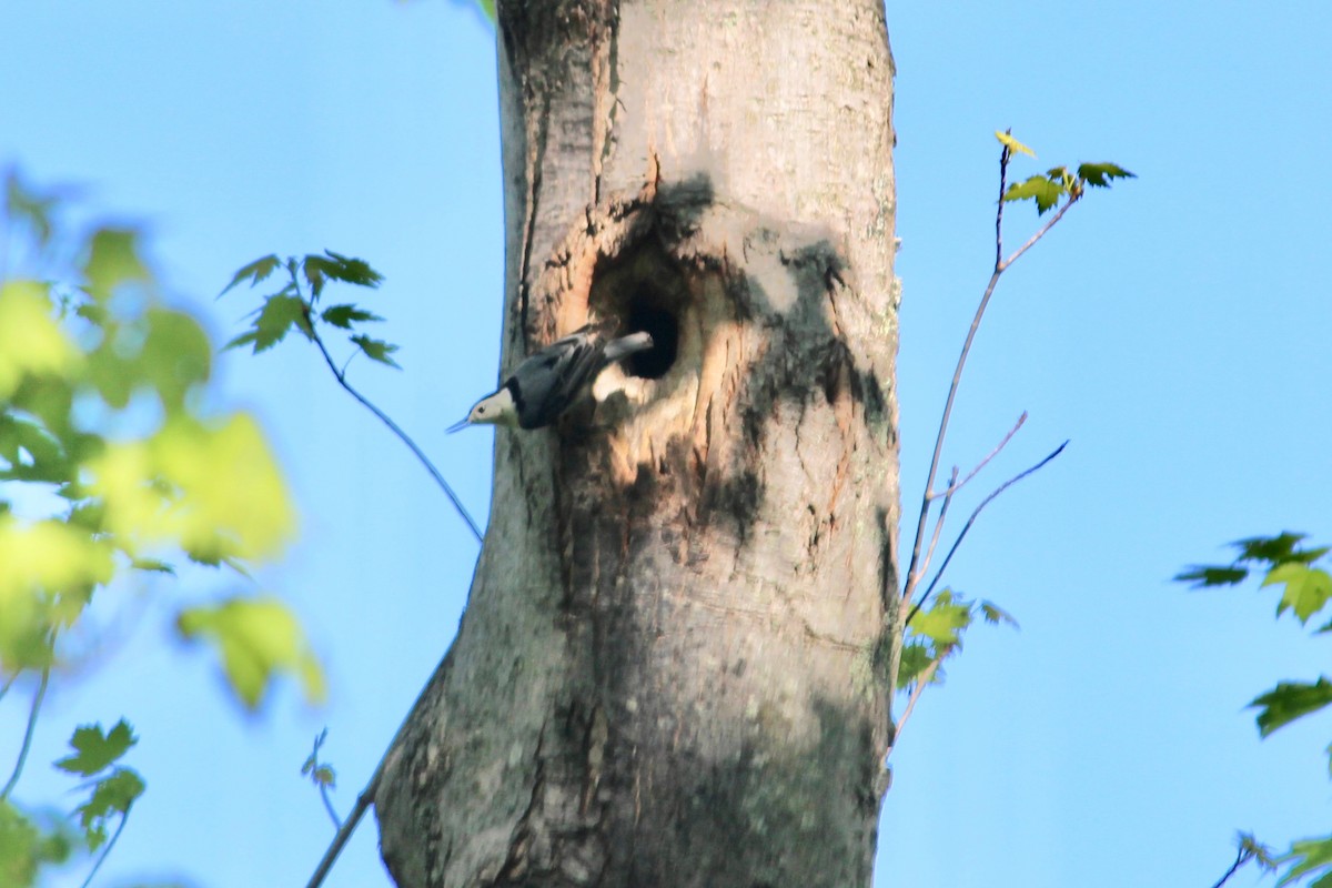 White-breasted Nuthatch - ML339407851