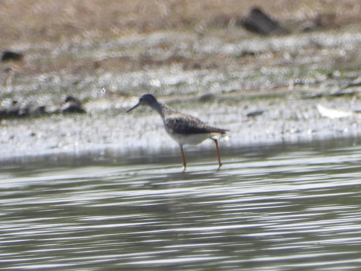 Lesser Yellowlegs - ML339410651