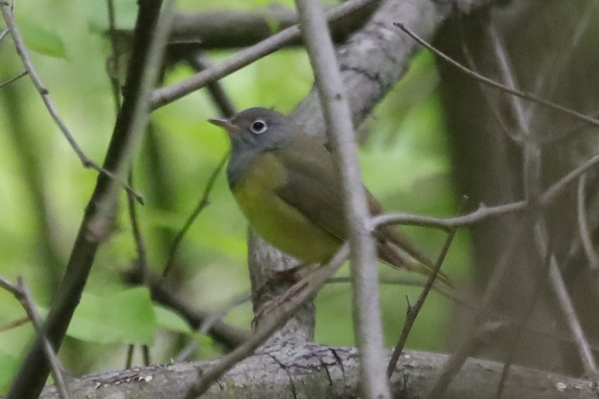 Connecticut Warbler - ML339411691