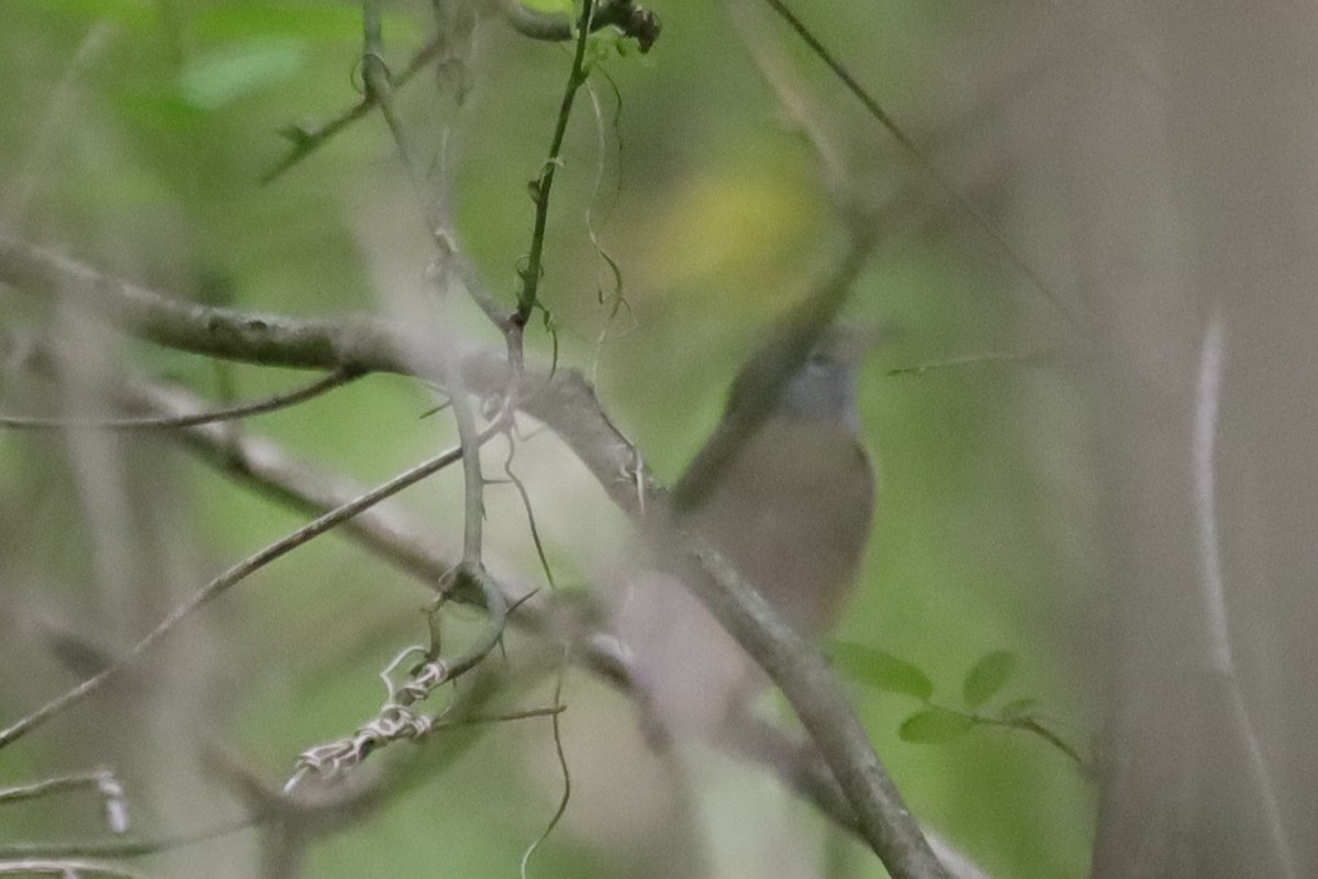 Connecticut Warbler - ML339411701