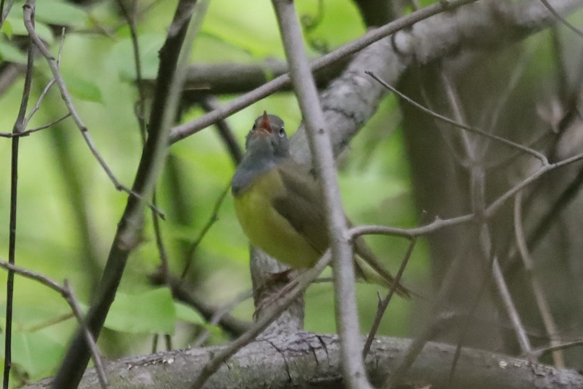 Connecticut Warbler - ML339411721