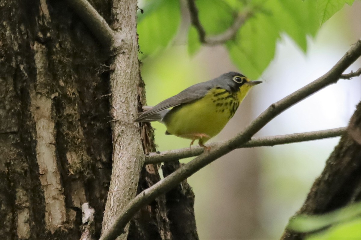 Canada Warbler - ML339411901